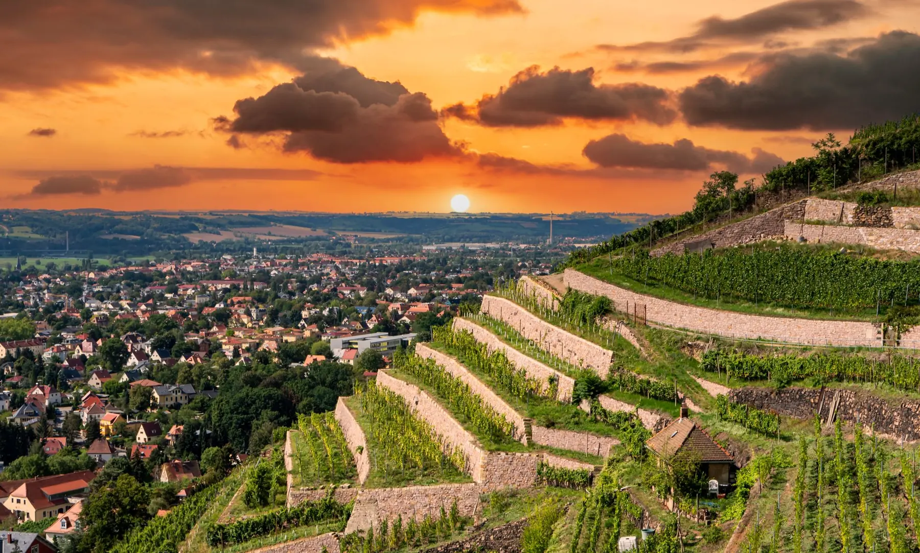 Weinbergterrassen mit Blick über Coswig